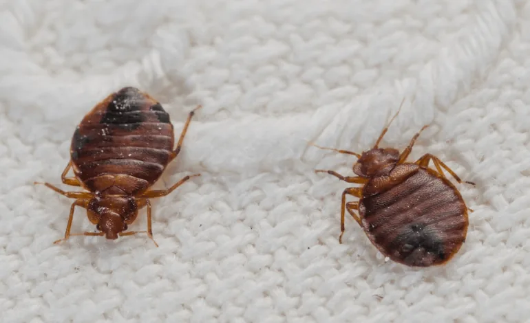 Expert Bed Bug Control Services in Dhaka