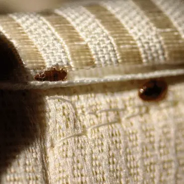 Expert Bed Bug Extermination Services in Dhaka - Safe & Effective Solutions