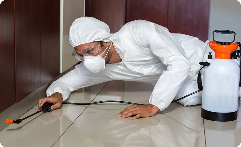 Professional Cockroach Control Services in Dhaka