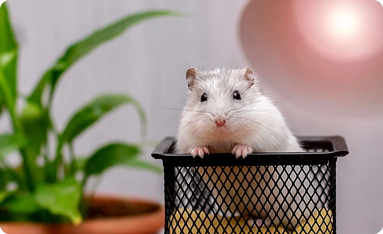 Rodent Control Services in Dhaka