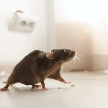 Professional Rat Control Services in Dhaka - Safe & Effective Treatment