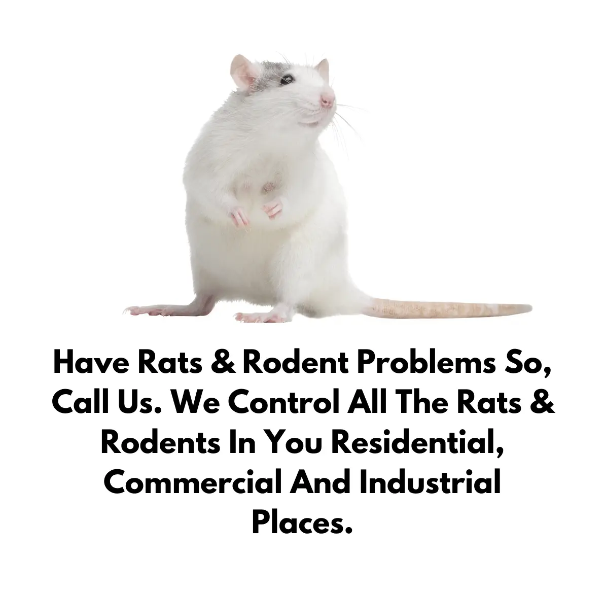 Expert Rodent Extermination Services in Dhaka - Complete Pest Solutions