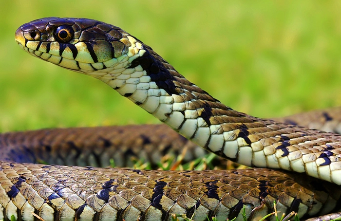 Professional Snake Control Services in Dhaka - Safe & Effective Treatment