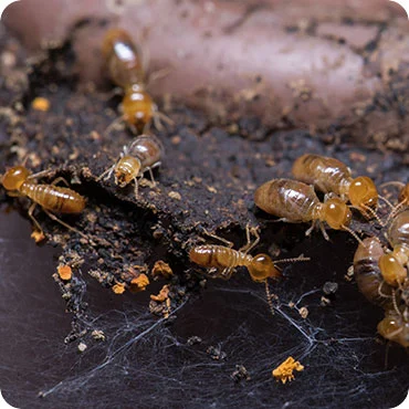 Professional Termite Control Services in Dhaka - Pre-Construction Treatment