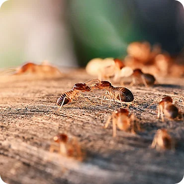 Expert Termite Treatment Services in Dhaka - Post-Construction Solutions