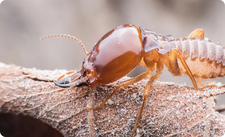 Professional Termite Control Services in Dhaka